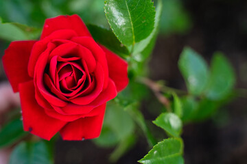 red passionate beautiful ripe mature rose blooms with green petals and light blur fills the frame