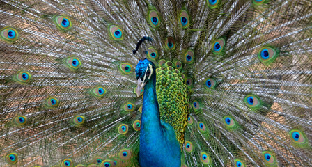 Obraz premium Beautiful peacock with long colorful tail and feathers close up.Pavo cristatus with colorful plumage.