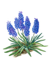 Watercolor painting Muscari botanical illustration. Primroses, blue spring flowers, can be use as print, poster, packaging design, label, botanical illustration, card, invitation, postcard.