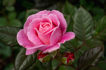 pink delicate beautiful ripe mature rose grows with green petals and light blur fills the frame