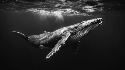 Fototapeten majestic humpback whale breaching the surface of an ocean, high contrast portrait, black and white © Uwe
