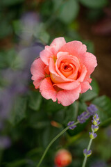 orange peach beautiful ripe mature rose growing with green petals and light blur