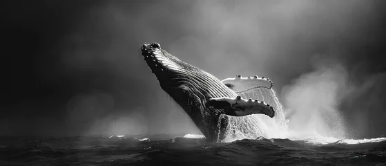 Fototapeten majestic humpback whale breaching the surface of an ocean, high contrast portrait, black and white © Uwe