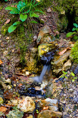 The spring in a forest ravine striking from under the rocks