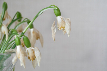 Withered bouquet of snowdrops in a glass vase close-up. Withered flowers.