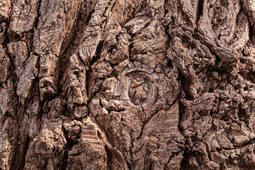 AnciAncient conifer tree bark with large eye shaped knots. High quality photoent conifer tree bark...