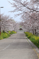 Fototapeta na wymiar 桜と菜の花の道
