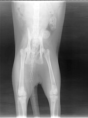 X-ray of a young male cat, Main Coon breed, who is limping