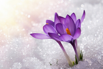 Spring crocus in the snow, illuminated by the sun