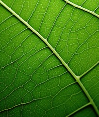 A close up of a green leaf with many veins. Generative AI.