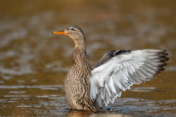Wasservogel