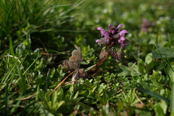 wild flower