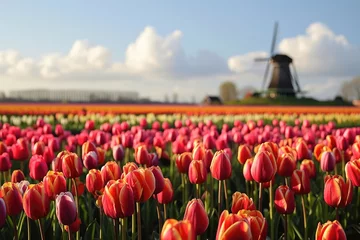 Fotobehang Tulips fild, Vast fields of tulips in Holland, windmill in the background, Ai generated © Tanu