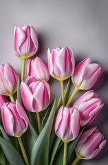 Naklejka premium Beautiful Close-Up of Pink and White Tulips on Soft Grey Background, High-Resolution Floral Photography