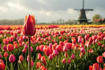 Fotobehang Tulips fild, Vast fields of tulips in Holland, windmill in the background, Ai generated © Tanu