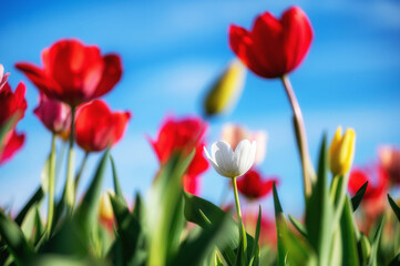 Viele Tulpen in verschiedenen Farben vor blauem Himmel als floraler Hintergrund