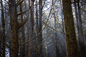 Obraz premium Sunlight filtering through a cluster of trees in a scenic view