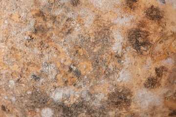 mildew or black mold fungus growing on wooden.