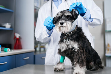 Veterinarian fixing dog's plastic collar and fixing paw with bandage
