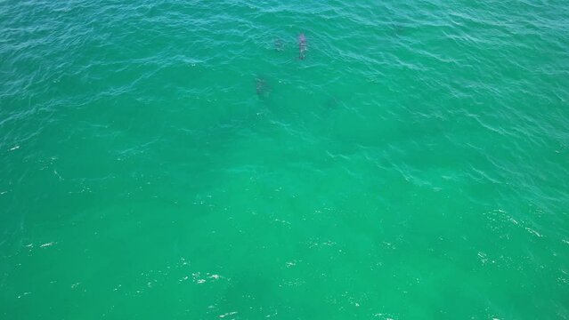Pod of Bottlenose Dolphins Swimming In The Ocean In New South Wales, Australia. aerial shot