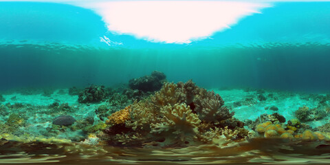 Tropical underwater sea fish. Colourful tropical coral reef. Scene reef. Philippines. Virtual Reality 360.