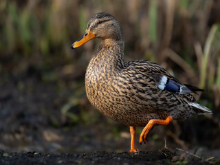 Wasservogel