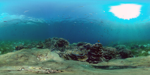 Naklejka na ściany i meble Coral garden seascape. Colourful tropical coral. Philippines. 360 panorama VR