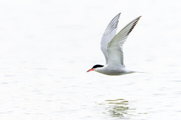 Common Tern (Sterna hirundo) in flight. Gelderland in the Netherlands.	
                    