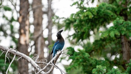 Steller's jay bird perched on a tree branch.