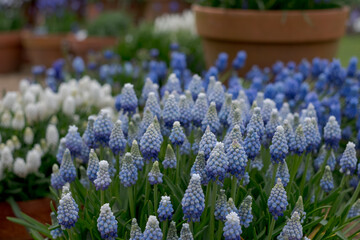 Different varieties of blue grape hyacinth muscari flowers in terracotta pots, photographed in...