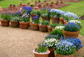 Different varieties of blue grape hyacinth muscari flowers in terracotta pots, photographed in...