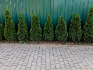 A row of decorative trees grow against the background of a green metal fence. Landscape design in...