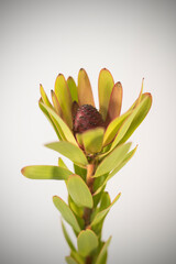 Naturaleza, flores, belleza colorido