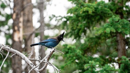 Long-crested jay bird perched on a tree branch in the forest
