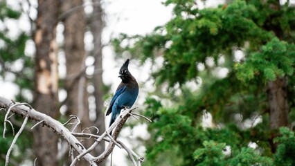 Long-crested jay bird perched on a tree branch in the forest