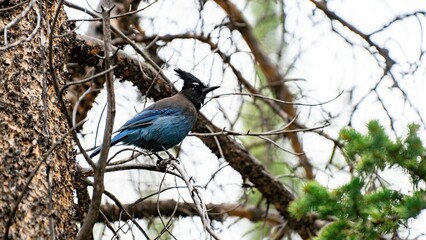 Closeup shot of a steller's jay (Cyanocitta stelleri) perched on a tree branch
