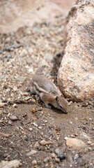 Vertical closeup shot of a rock squirrel (Otospermophilus variegatus) smelling the ground