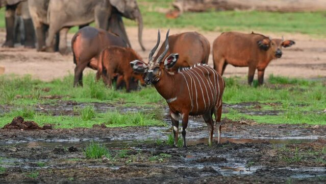Rare Bongo Antelope at Dzanga Bai in the Congo Rainforest