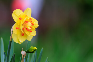 Daffodil flower in a sunny spring garden, selective focus