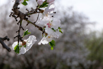 Pink almond flowers and buds close-up