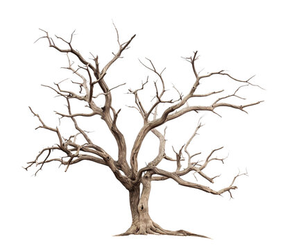 Standing alone majestic leafless tree, cut out