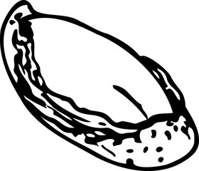 Hand drawn vector line illustration of opened Brazilian Nut.