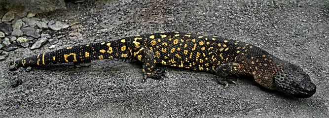 Mexican beaded lizard on the ground. Latin name - Heloderma horridum	