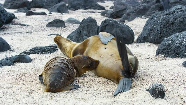Galapagos Sea Lion mother nursing her baby on the beach.