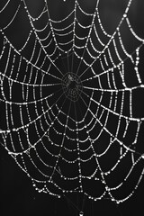 Obraz premium spider web with dew drops