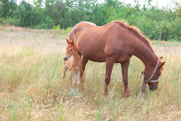 Horse and foal grazing in the meadow