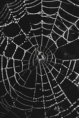 Obraz premium spider web with dew drops