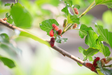 Red Mulberry bush in spring