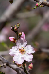 Pink almond flowers and buds close-up