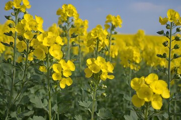 Fototapeta premium rapeseed
